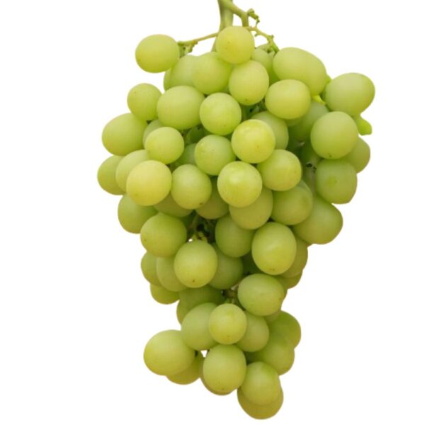 Uva Sugraone